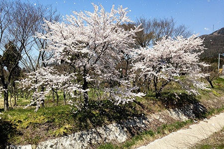 texas white redbud trees are one of the famous redbud types due to their beautiful white flowers