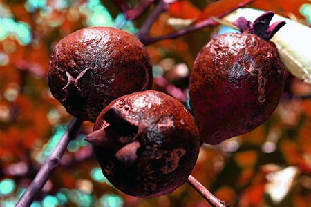 thai maroon guava