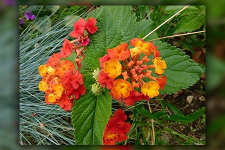 tropical lantana is one of the popular lantana species with its vivid flowers
