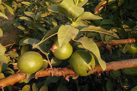 one of the most common guava varieties is tropical white guava