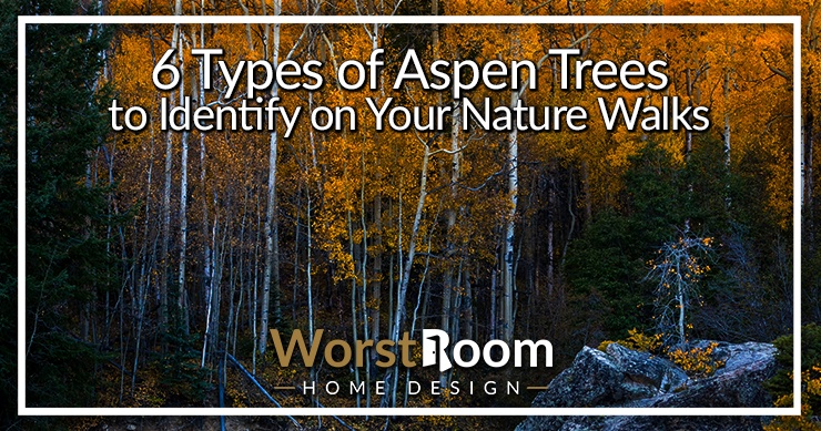 types of aspen trees
