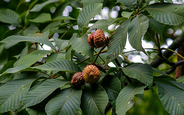 types of chestnut trees thumbnail