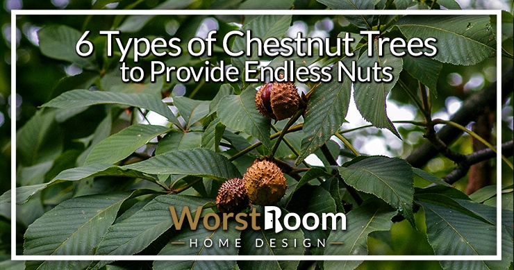 types of chestnut trees
