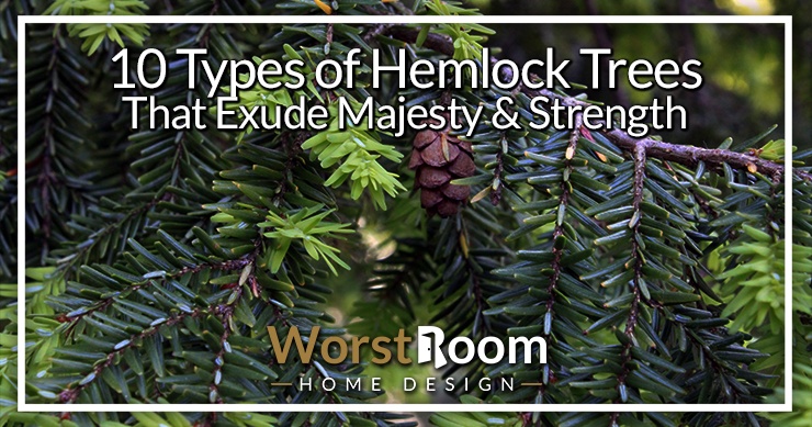 types of hemlock trees