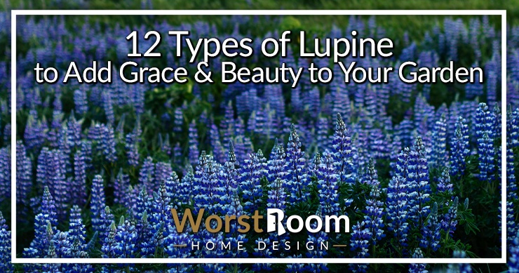 types of lupine
