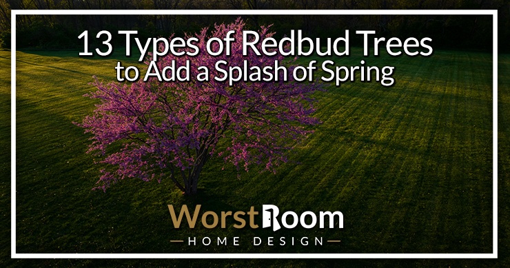 types of redbud trees