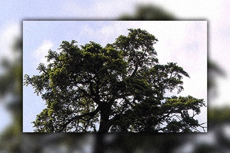 ulleungdo hemlock tree