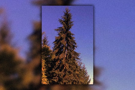 western hemlock tree is a special hemlock species that can grow up to 50 meters in height