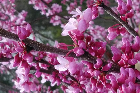 western redbud trees