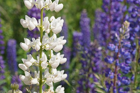 white lupine