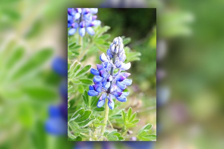 wild lupine is one of the long-living lupine types