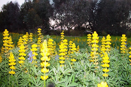 yellow bush lupine