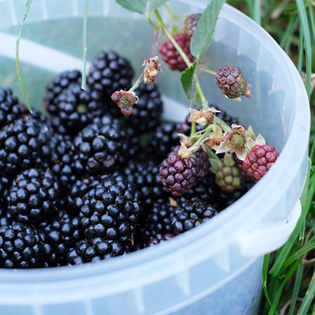 After Picking the Wild Blackberries