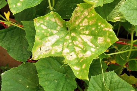 Diseases Found In Cucumber Plants