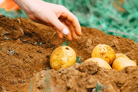 How & When to Harvest Potatoes