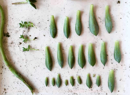 How to Grow Succulents From Cuttings