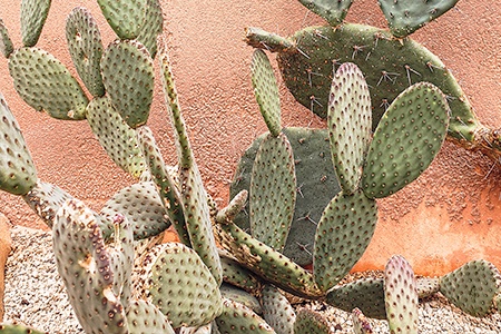 The Best Way to Kill Cactus Plants In Your Yard