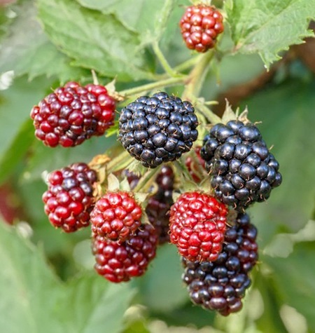 What Do Wild Blackberries Look Like