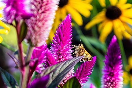 albahaca celosia