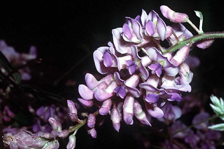 american wisteria (wisteria frutescens) is one of the less aggressive types of wisteria