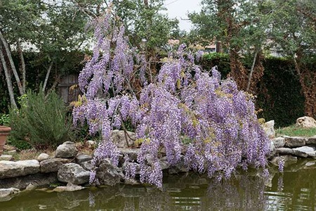 amethyst falls american wisteria (wisteria frutescens)