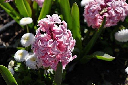 anna marie hyacinth is one of the hyacinth types that associates with love and affection