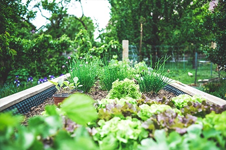 backyard farming is for everyone