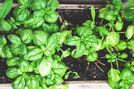 basil growing conditions