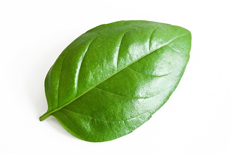 basil leaf