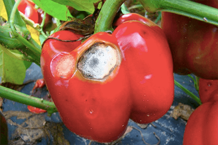 bell pepper diseases