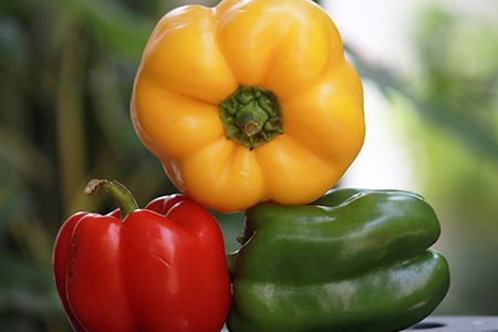 bell pepper types