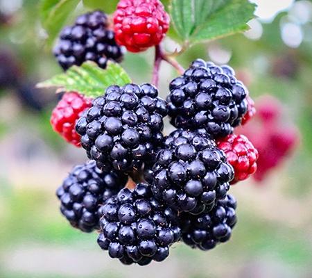 blackberries in the wild