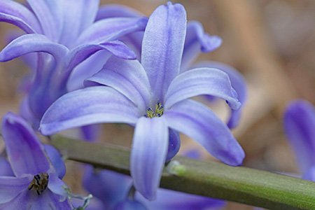 blue festival hyacinth