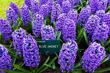 blue jacket hyacinth