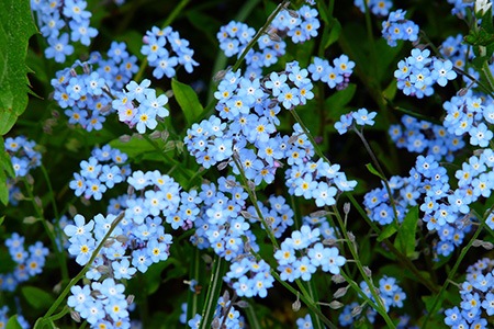 blue princess - verbena hybrida