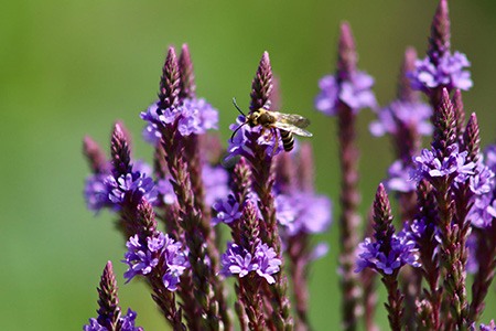 blue verbena - verbena hastate