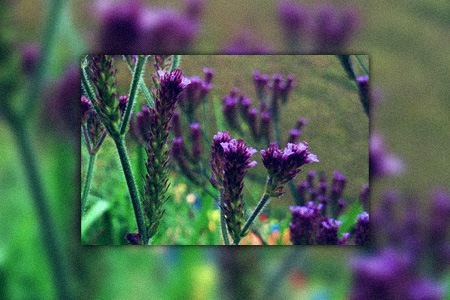 brazilian verbena - verbena brasiliensis