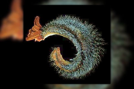 bristle worms are different kinds of worms by being a type of sea worm that stays in freshwater