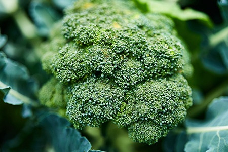 broccoli growing tips