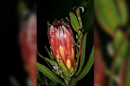 burchells sugarbush - protea burchellii