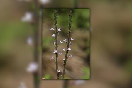 california vervain - verbena californica