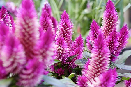 some types of celosia, like celosia isertii, grow in a bush-like structure