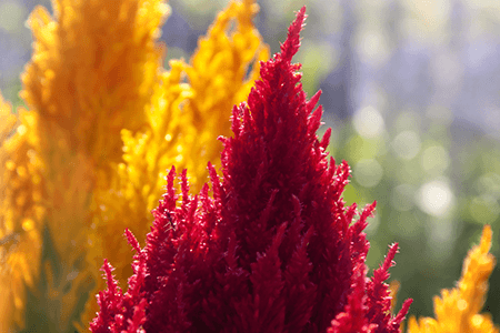 celosia plumosa is one of the most common celosia types all over the world