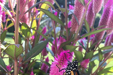 celosia spinach