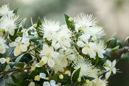 some myrtle tree types, like chilean myrtle, are considered to be one of the tallest types