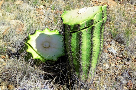 chopping a cactus down with an axe or chainsaw