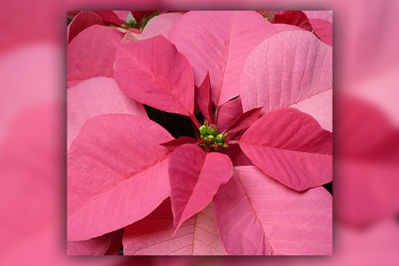 christmas season pink