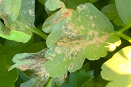 cilantro diseases