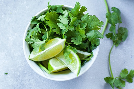 cilantro types