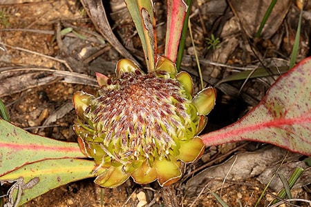 common ground sugarbush - protea acaulos